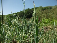 Serra_del_Salifizio - 10062012 198.jpg